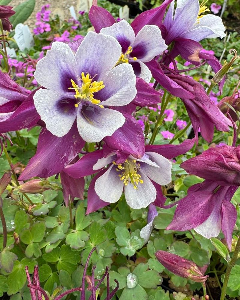 Columbine