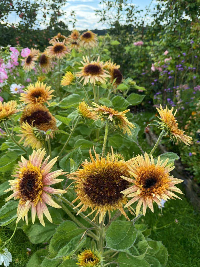 Sunflowers for Cutting