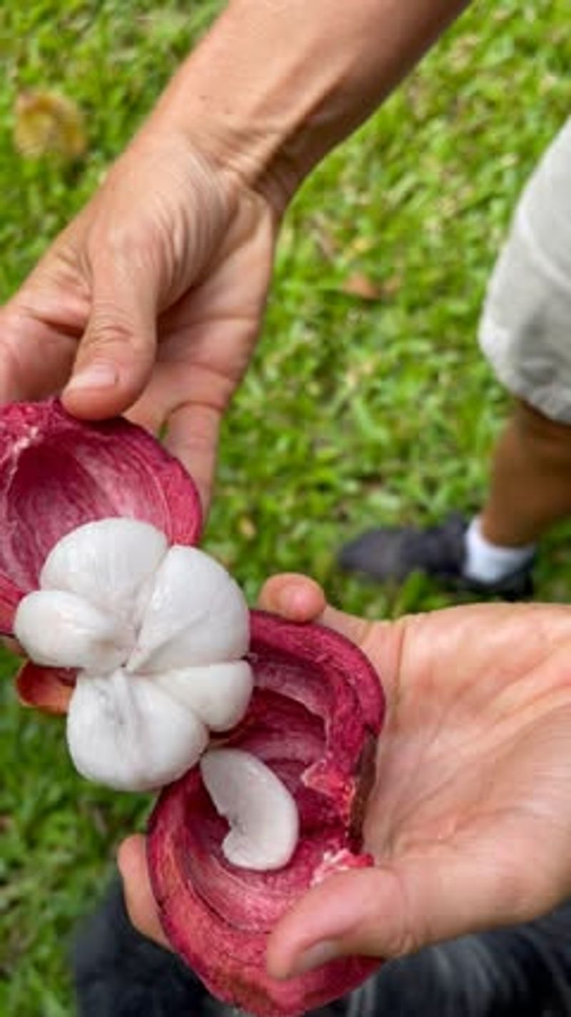 Mangosteen