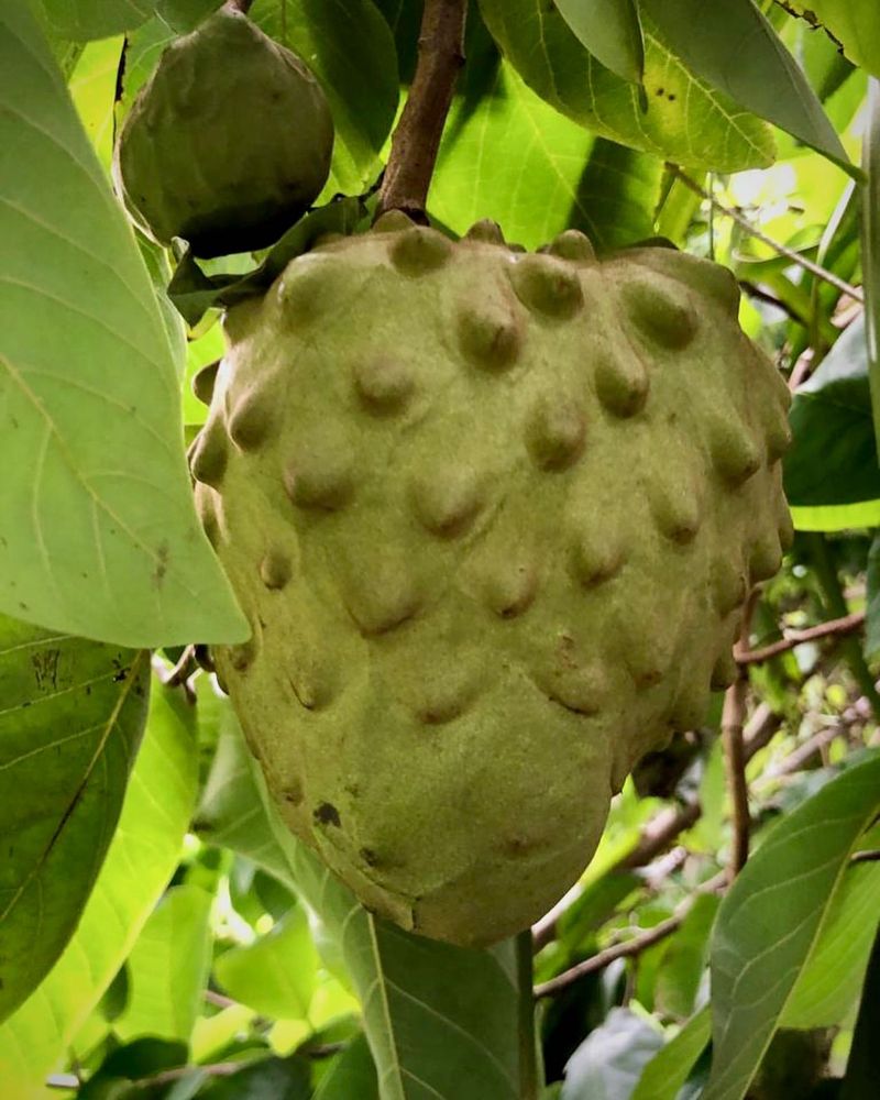 Cherimoya