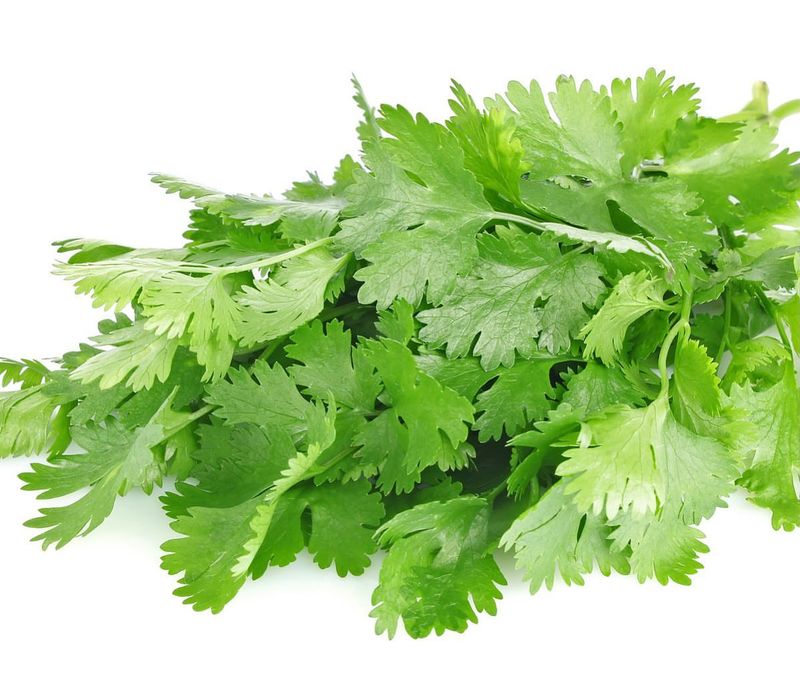 Cilantro