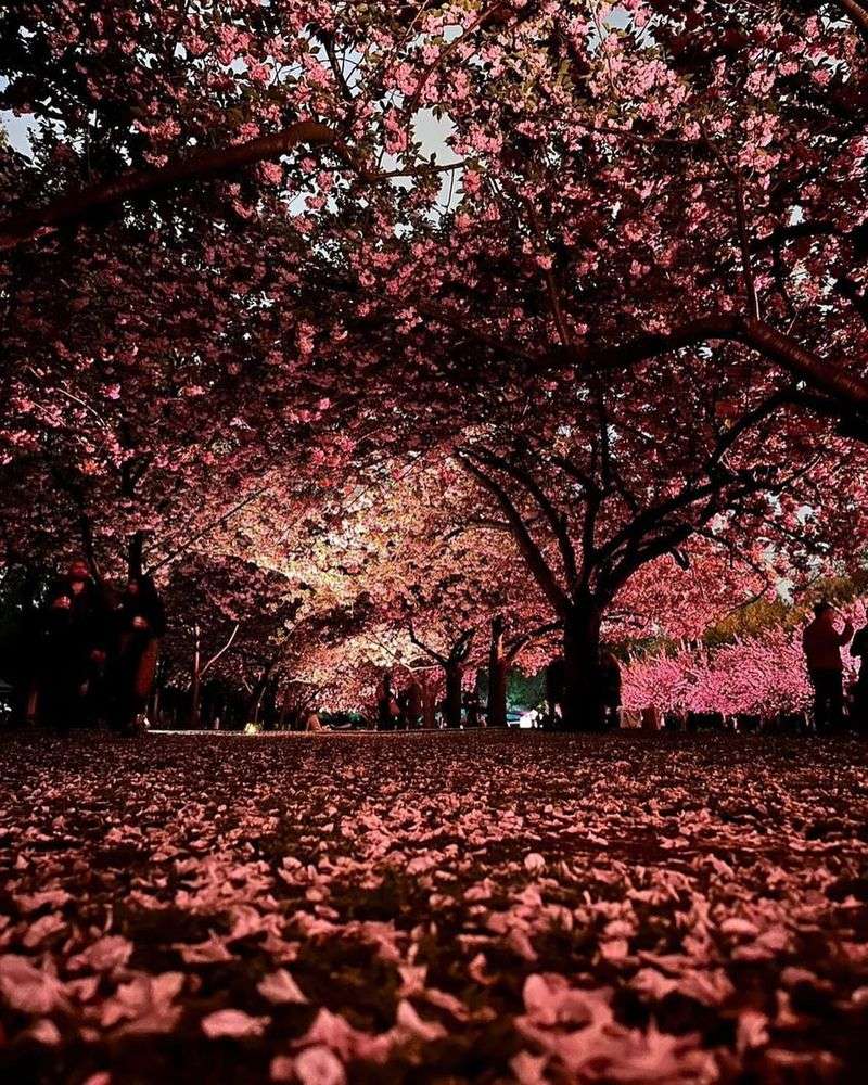 Hanami Weekend Celebrations