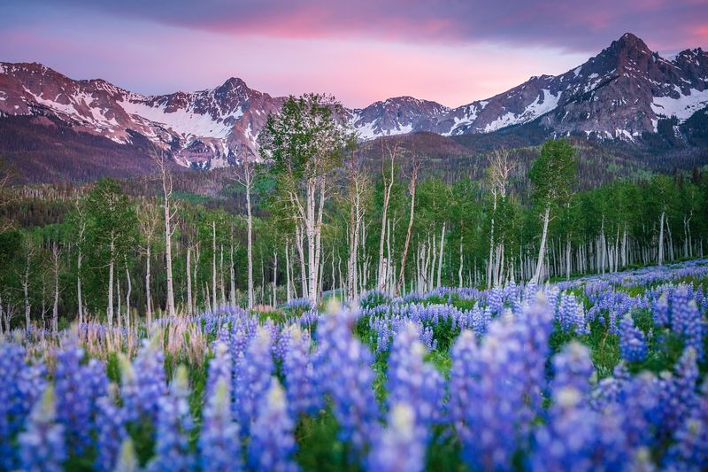 Enchanting Ophir
