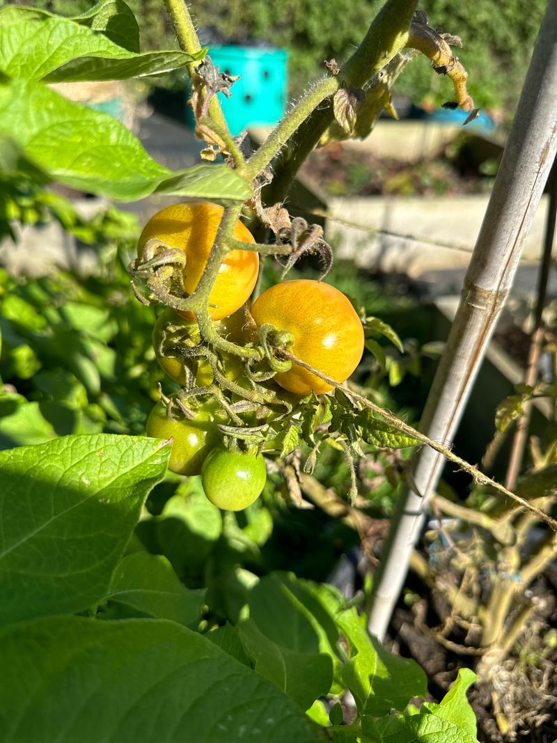 Early Blight