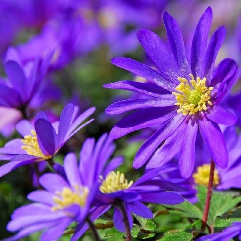 Colorful Anemone Blanda