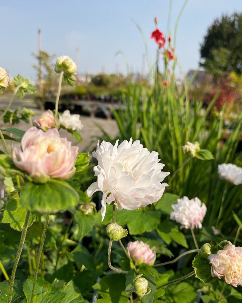 Alluring Anemone