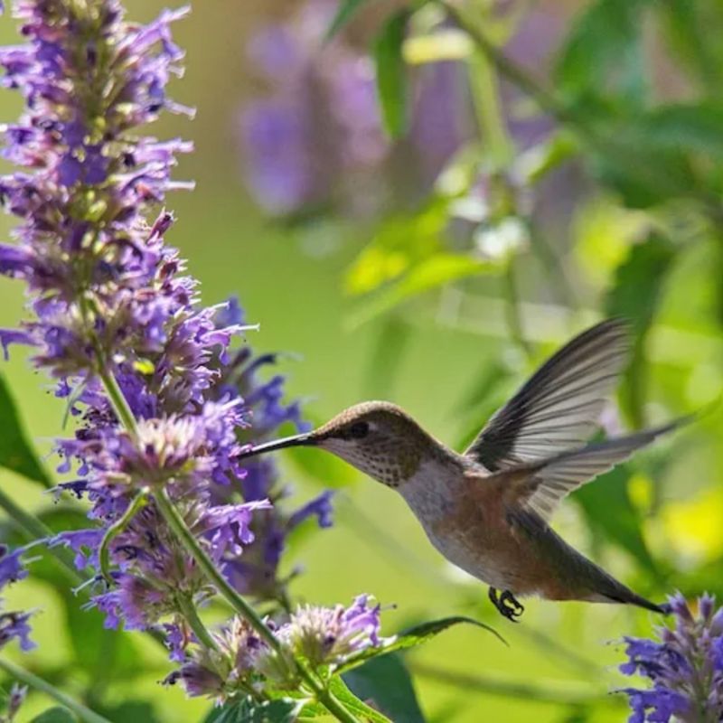 Hummingbird Haven