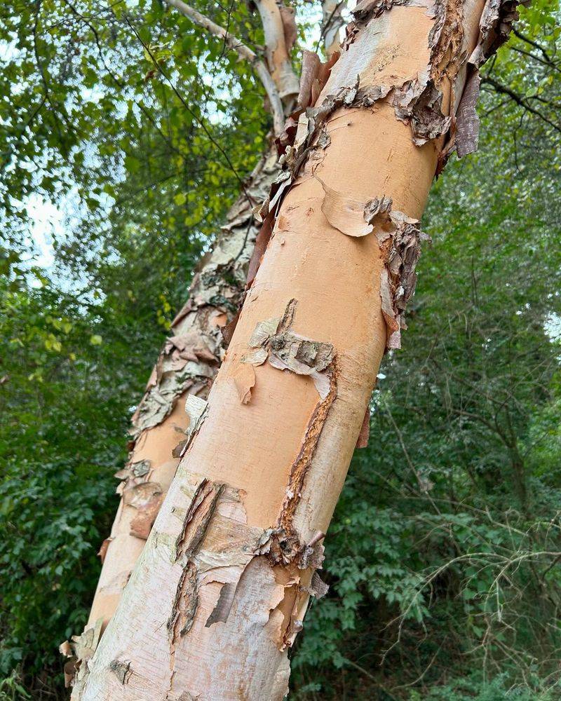 River Birch Root Invasion