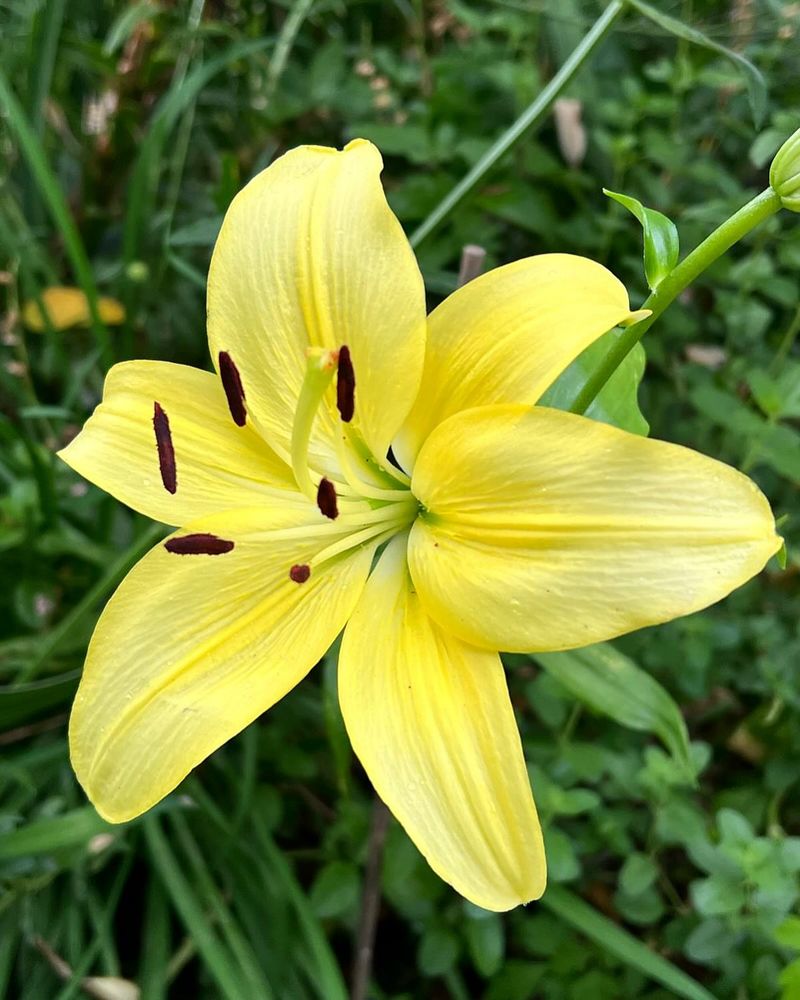 Lilies: Tiffany's Stained Glass Inspiration