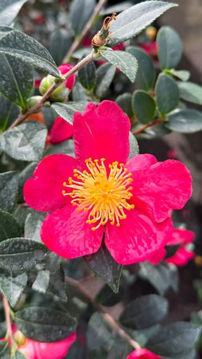 Camellias For Midwinter Magic