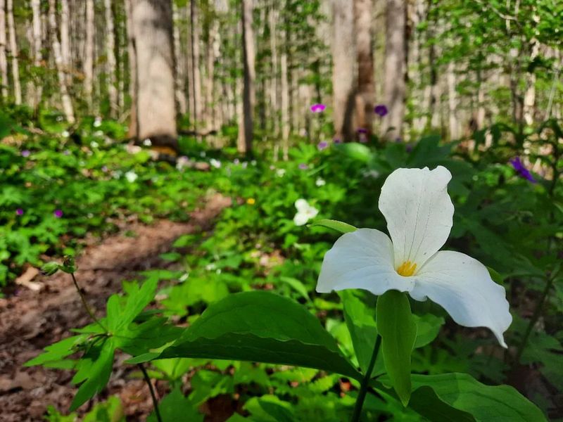 Trillium