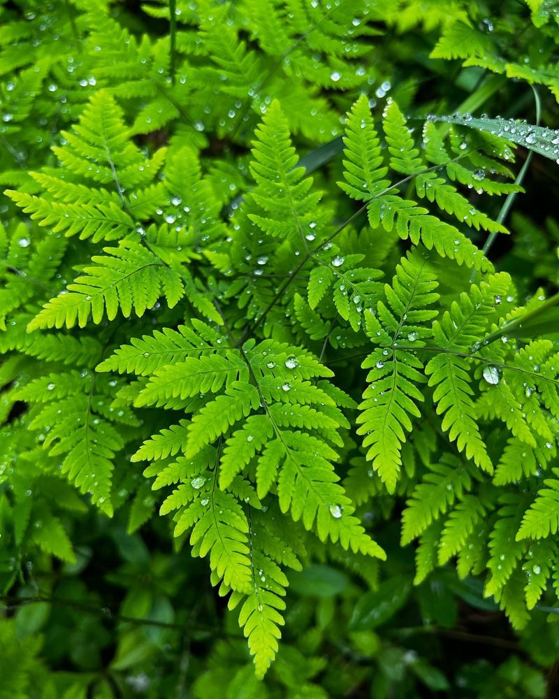 Oak Fern (Gymnocarpium dryopteris)
