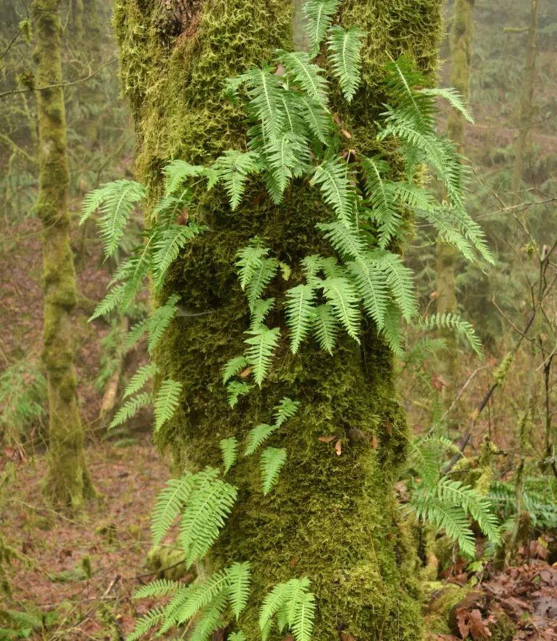 Licorice Fern (Polypodium glycyrrhiza)