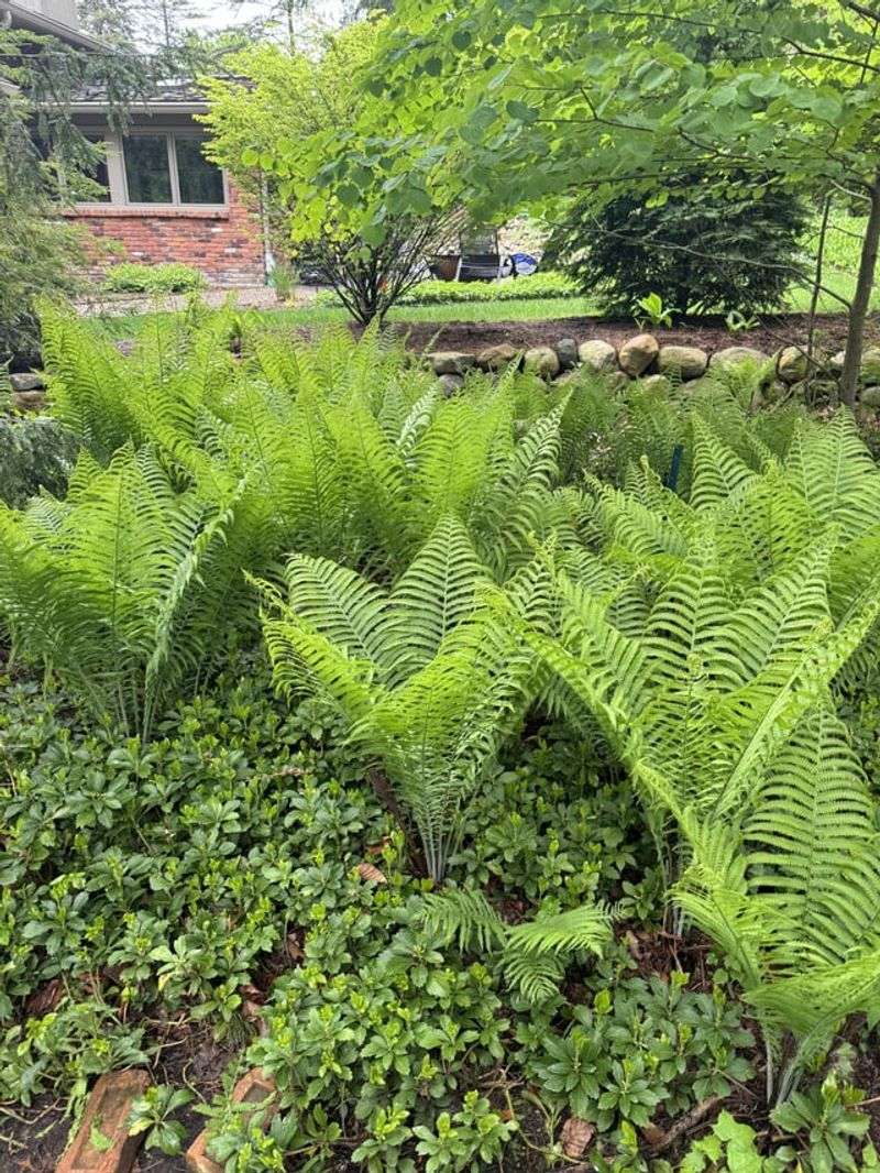 Ostrich Ferns