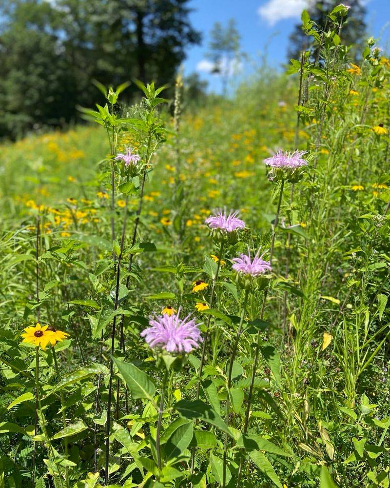 Driveway Prairie Strips