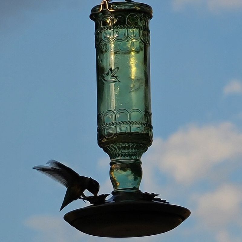 Replace Sun-Damaged Feeders