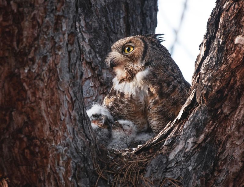 Plant Native Trees For Daytime Roosting