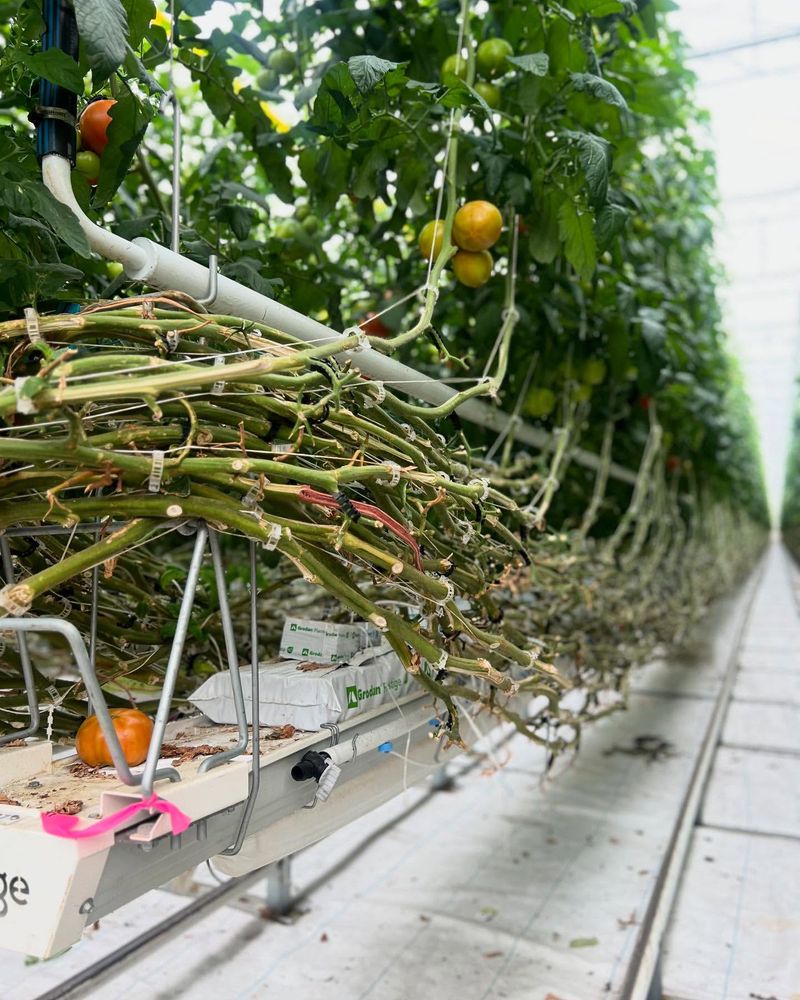 Prune For Productivity