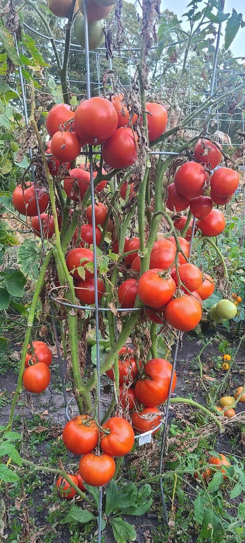 Harvest Strategically