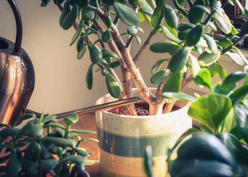 Adjust Watering Routine