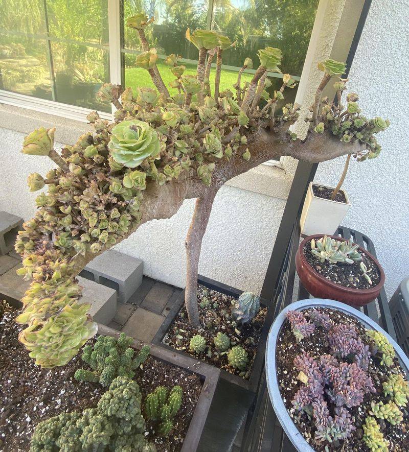 Water Deeply to Encourage Root Shade