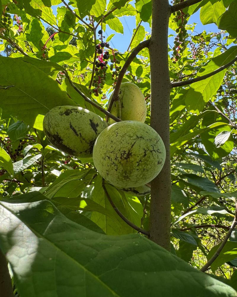 Pawpaw Trees Bring Tropical Flair