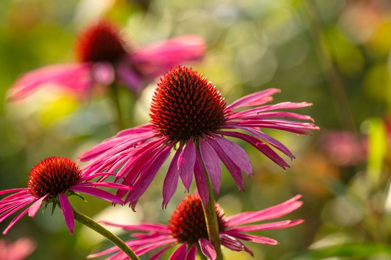 Elegant Echinacea