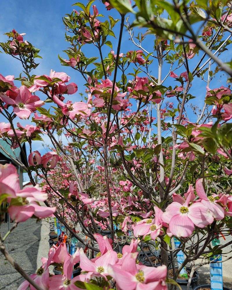 Elegant Dogwood