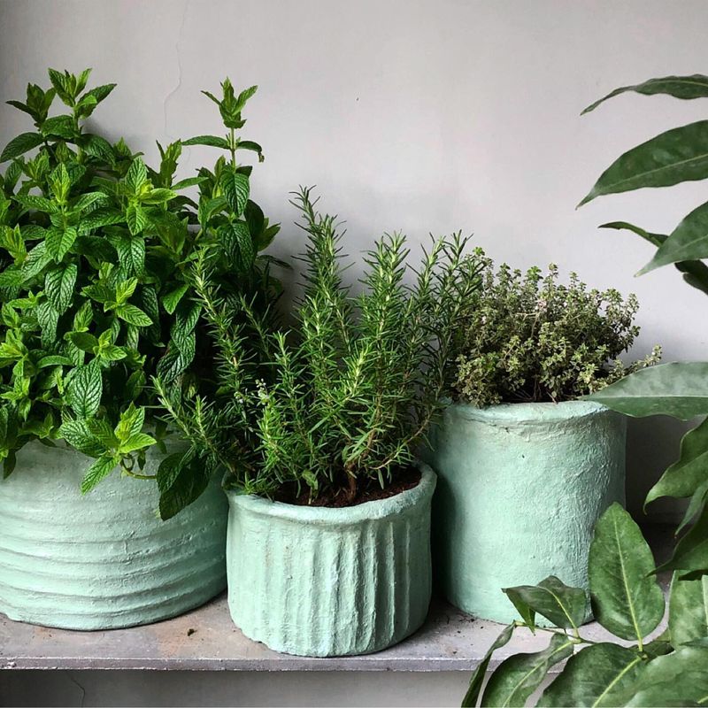 Create Potted Herb Gardens Indoors