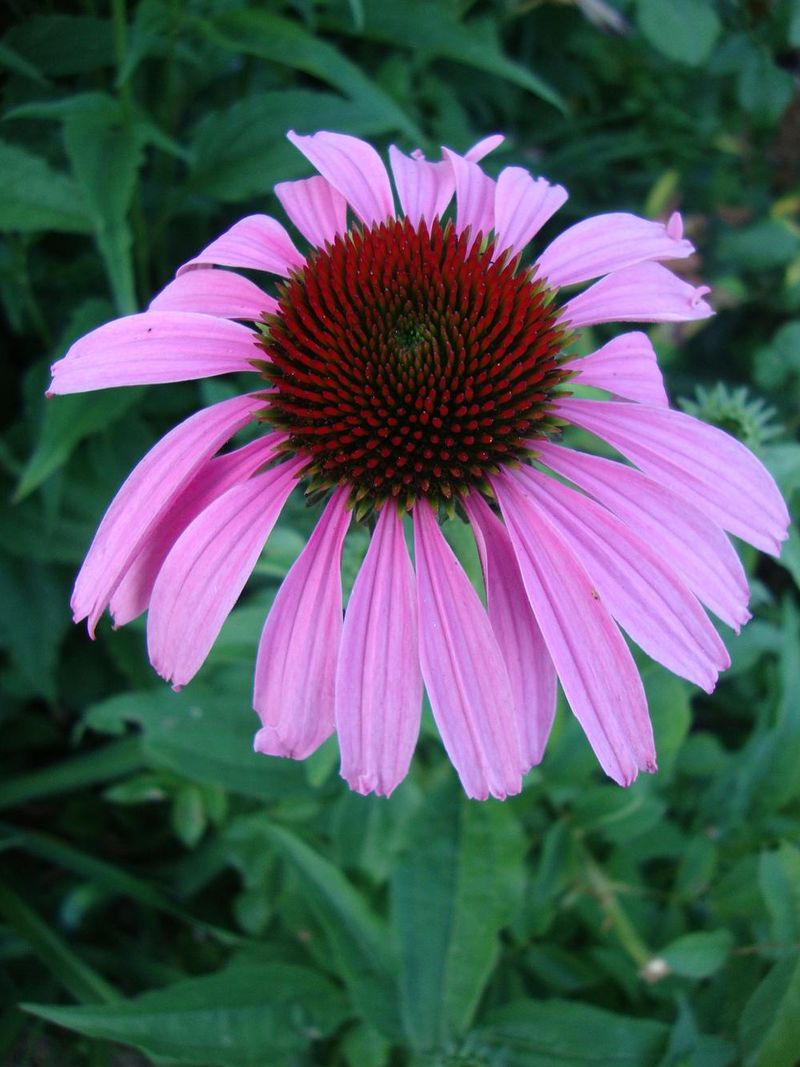 Plant Tough Perennials As Your Foundation
