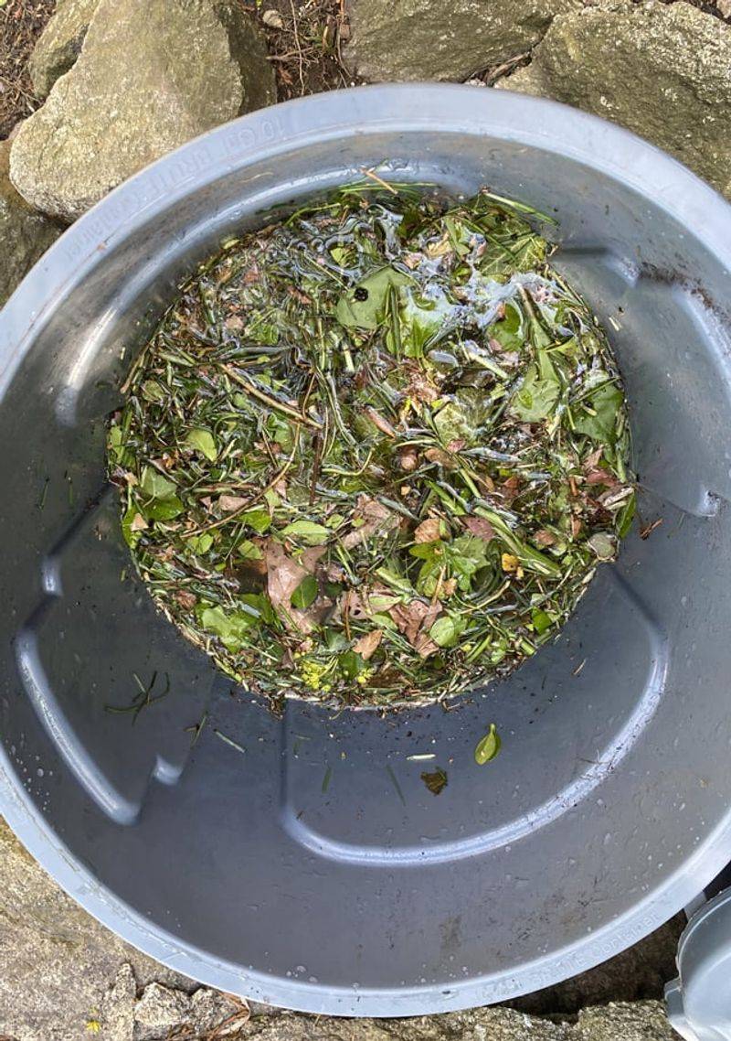 Create Liquid Fertilizer From Weeds