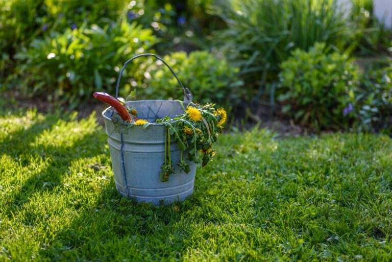 weeding garden with metal pail or bucket of dead dandelions hanging over side