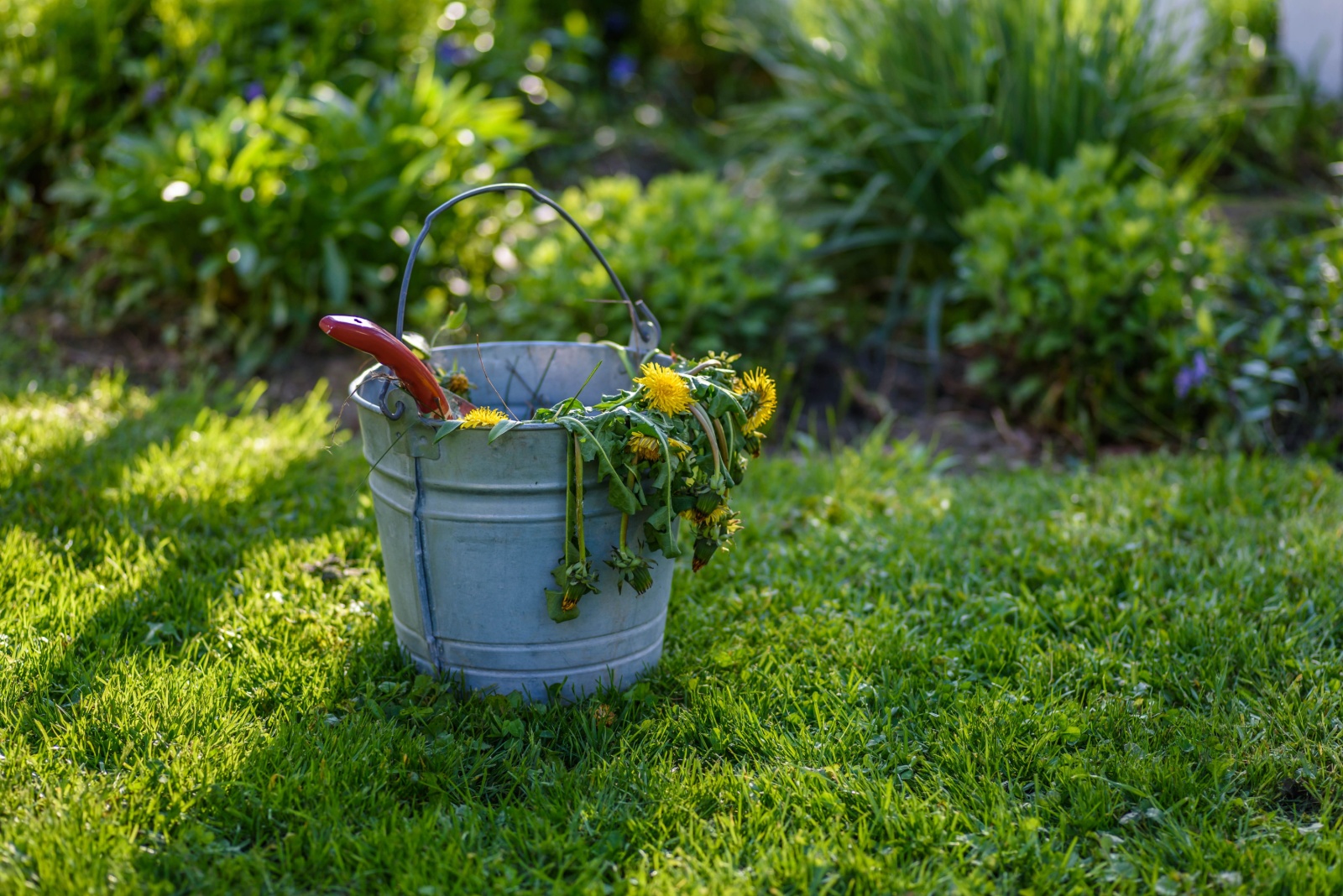 Make Your Own Natural Fertilizer From Weeds In Florida