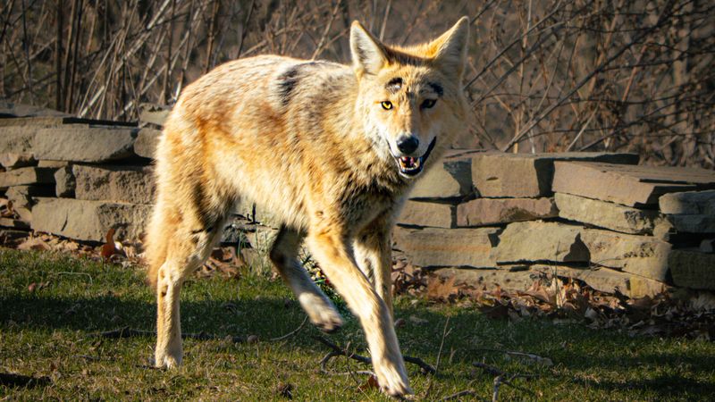 Create Loud Noises To Scare Them Away
