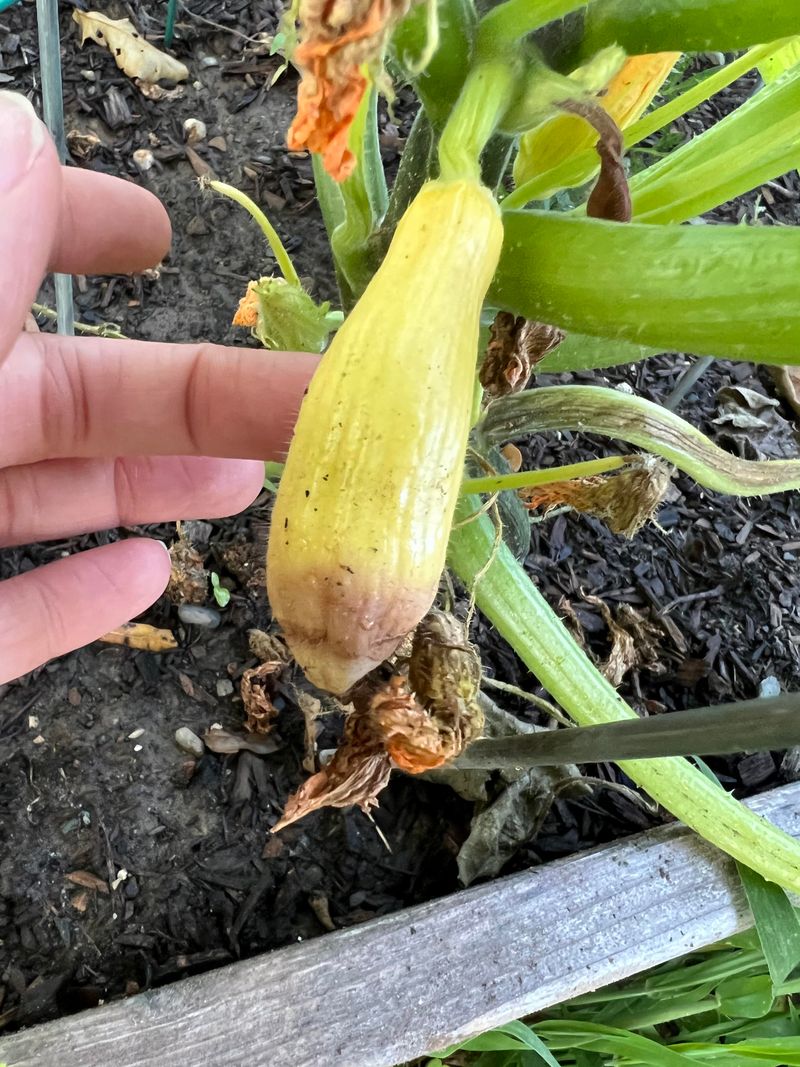 Preventing Ground Rot