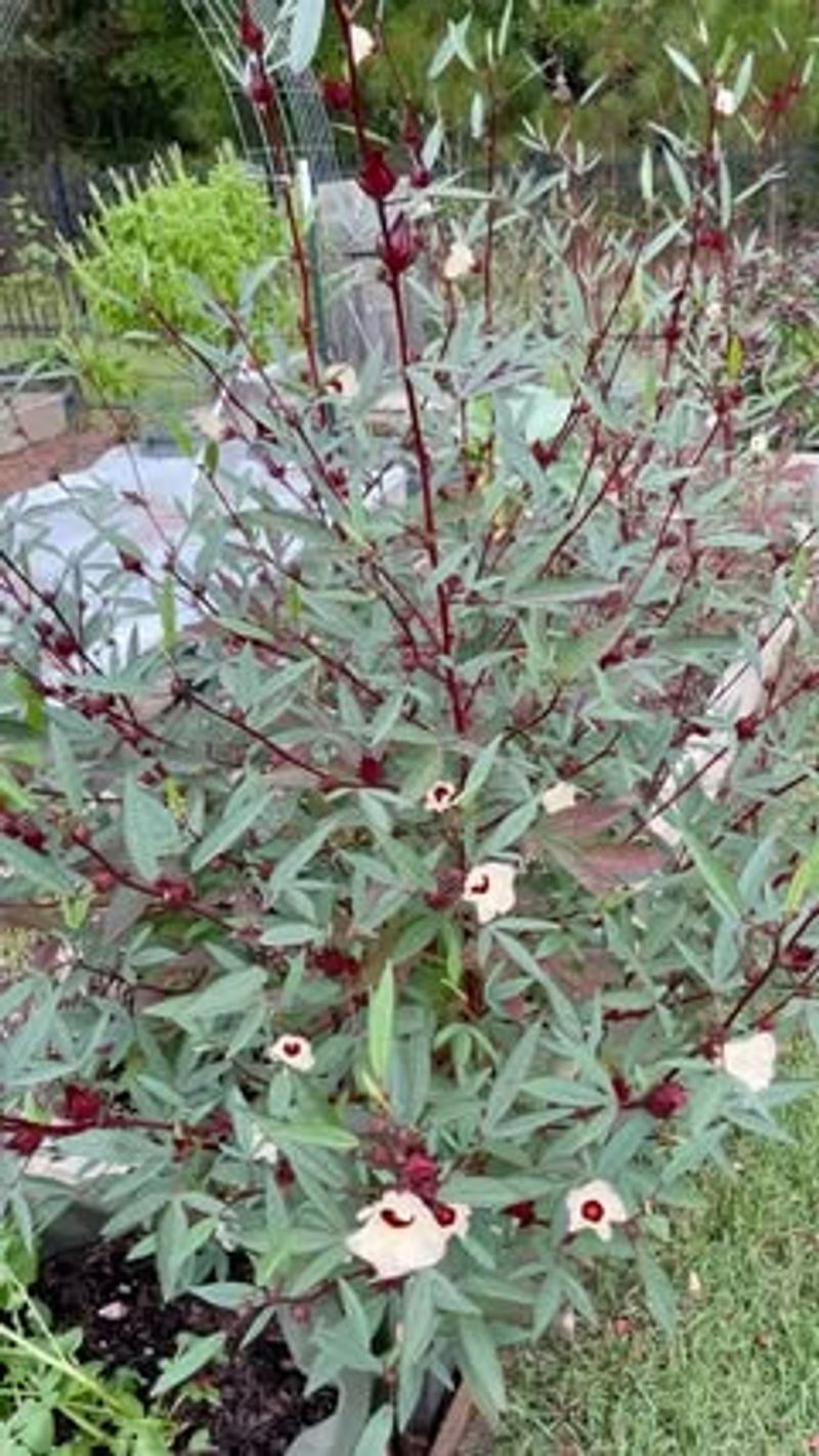 Roselle