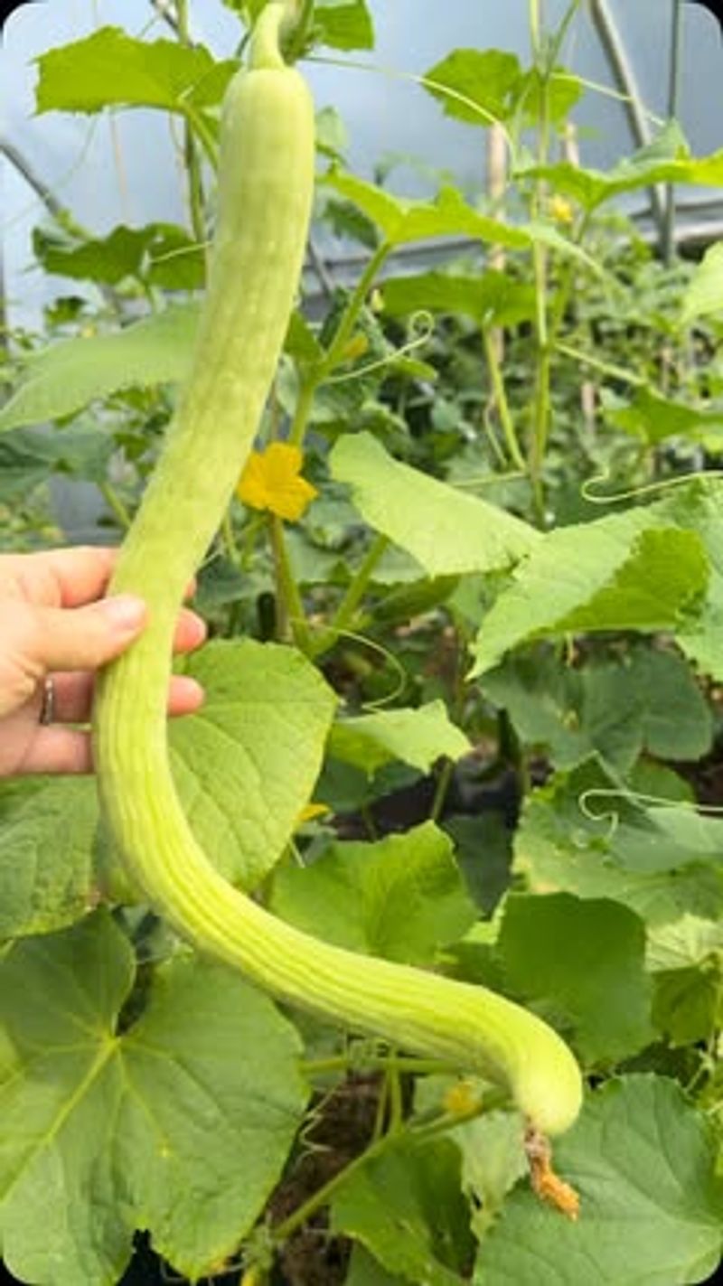 Armenian Cucumber