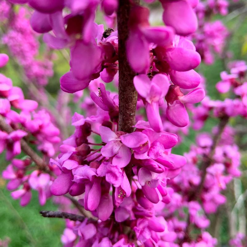 Consider Companion Plants