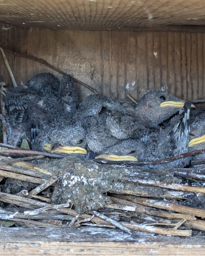 Provide Nesting Materials