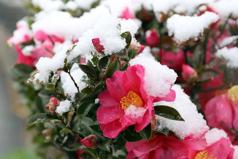 Embrace Winter Design Elements