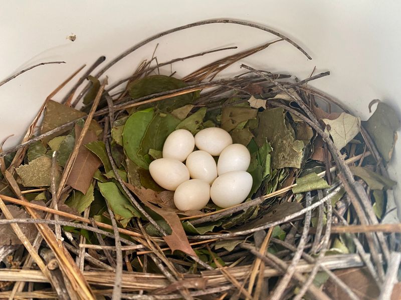 Provide Nesting Materials