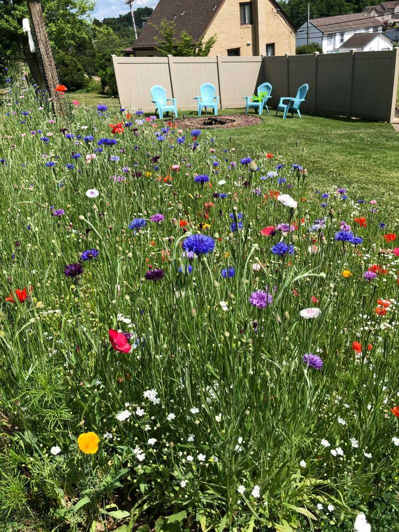 Practice Long-Term Meadow Maintenance