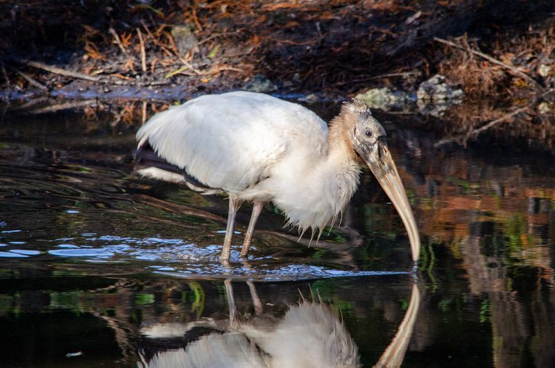 Wood Stork