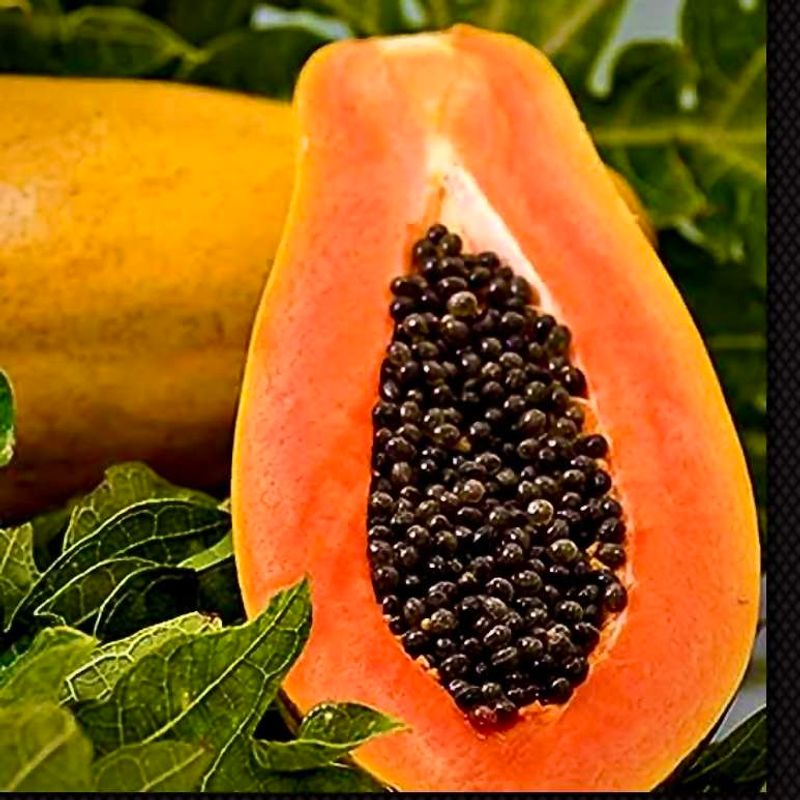 Papaya: Quick-Growing Tropical Treasure