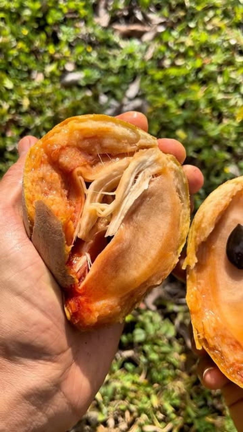 Sapodilla