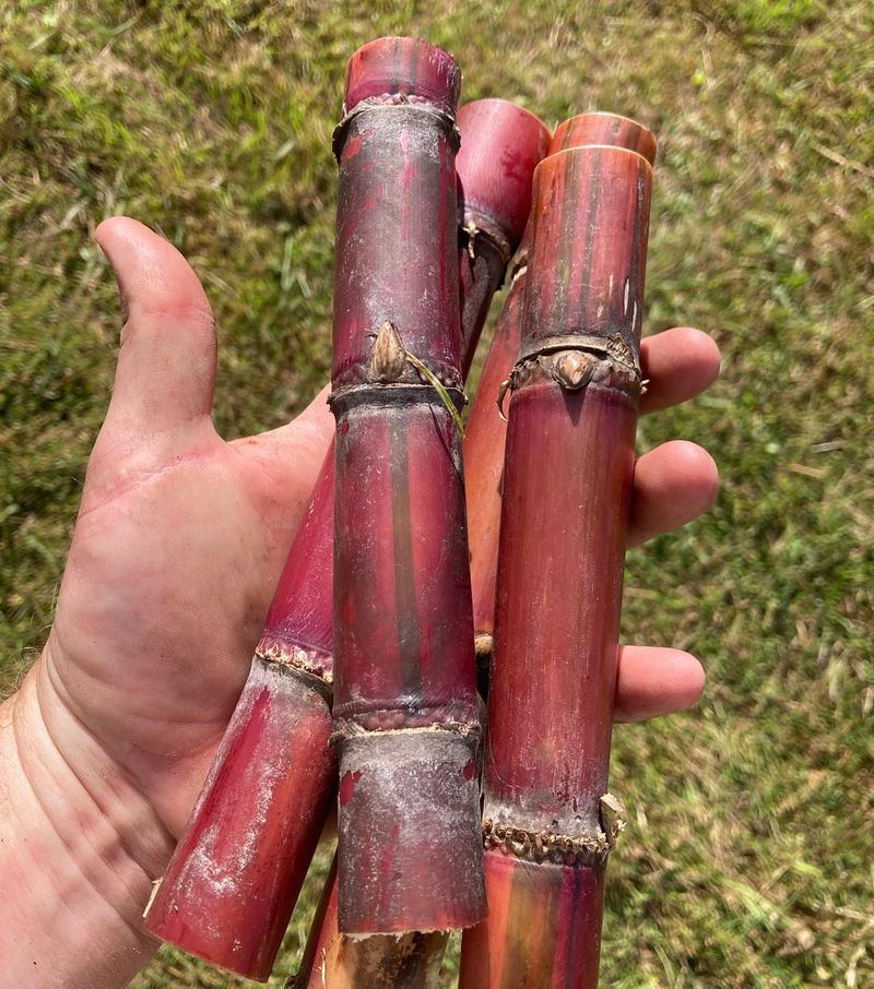 Restricted Sugarcane Varieties
