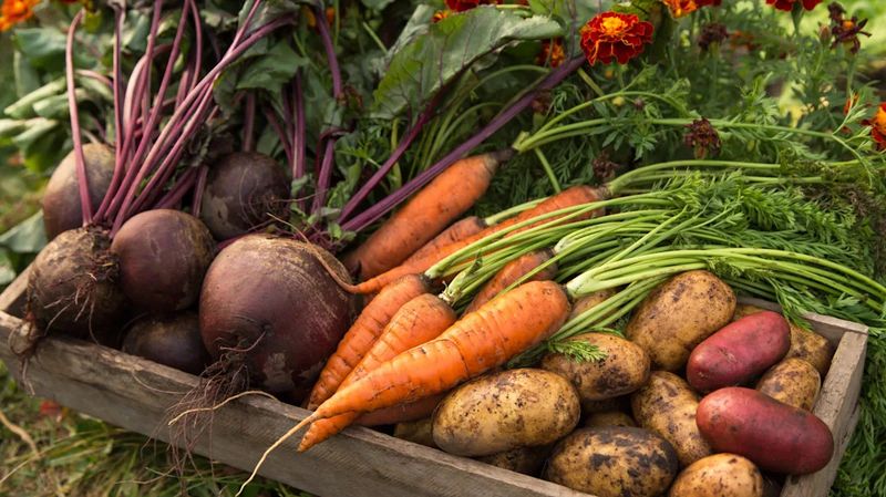 Root Vegetables As Cold-Weather Staples