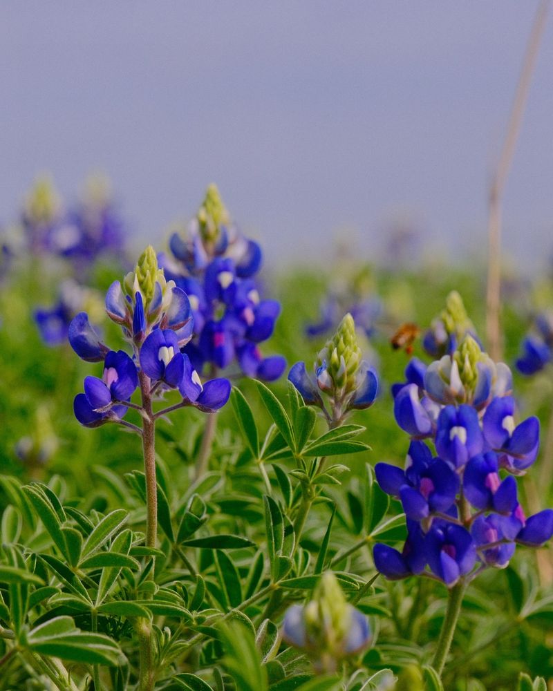 Johnson City: Presidential Bluebonnets