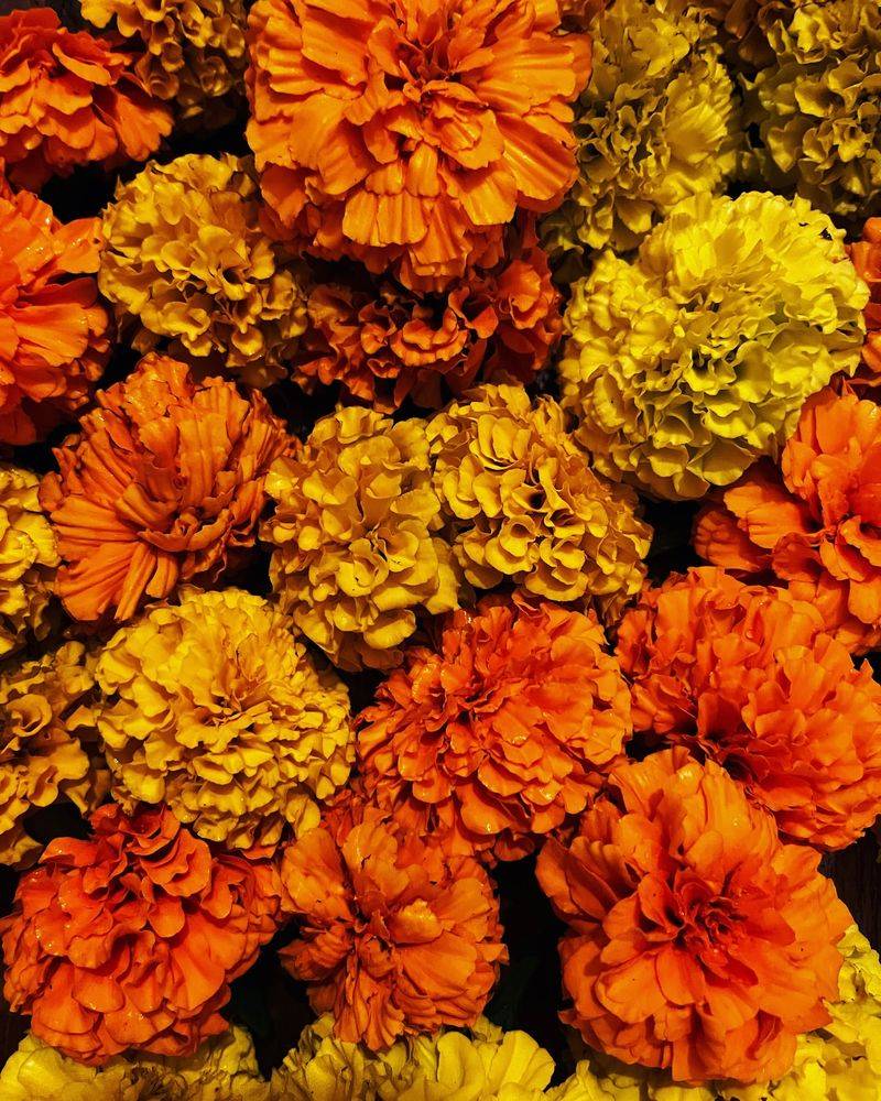 Gonzales Shows Its Garden Grit