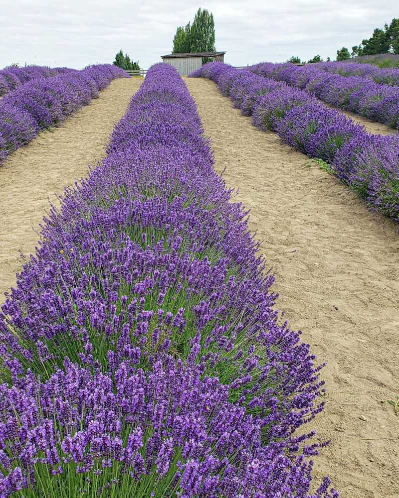 Sequim's Lavender-Scented Paradise